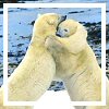 sage: two polar bears embracing (bear hug original)