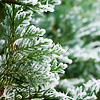 immortalje: Close up of a froster evergreen conifer ([stock] frosted greenery)