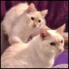 lavendertook: Cessy and Kimba (CessyTaps Kimba)