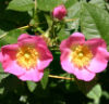 wyldrose: Two pink wild rose blossoms and a closed bud against a background of dark green leaves (rose)