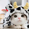 pattrose: (Cow KItty)
