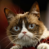 pattrose: (Grumpy Cat1)