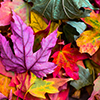 chacusha: Pile of colorful leaves (autumn1)