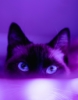 mollyariella: black cat on a purple background (pic#17648169)