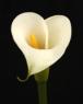 bonfoi: calla lilly (lily)