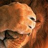 silkmoth101: (lionfacepalm)