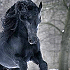 winterbird: (czuciki - friesian gallop)
