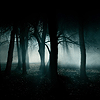 winterbird: (calm - black forest)