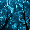 winterbird: (calm - blue forest)