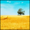 yivienga_yoliia: (flag and tree)