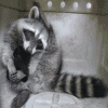 yivienga_yoliia: (00 raccoon gif)