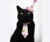 jacieleigh: Birthday Cat (Birthday Cat)