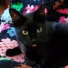 heckofabecca: Photo of a black cat with yellow-green eyes with pink tongue out in a blep (Default)