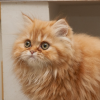 seasonshelpers: An orange Persian cat. (Buttercup)