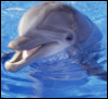 dolphin_senpai: (pic#17752656)