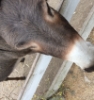 the_everqueen: image of a brown donkey face with a white muzzle (donkey, summer)
