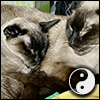 amedia: Close-up on the faces of two seal-point Siamese cats snuggled close together (Yin-Yang: Snuggles)