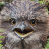 golden_shisa: (angry, bird, frogmouth)