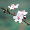 m1ntea: Photo of white cherry blossoms against a teal background (Default)