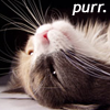danceswithcats: (purr)