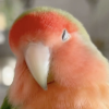 pepyo: A picture of a lovebird (Default)
