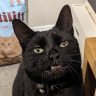 kittydorkling: (Default)