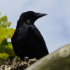 amiablecrow: public domain image of a crow against a sky (Default)