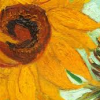 antigonewinchester: (van Gogh: sunflower)