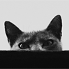 cyare: A grey cat peeking at you (Animal: Cat: Peakaboo)
