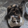 elusivefalsehoods: a photo of a calico tabby - my cat Purrl. (Purrl)