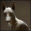 bibliohound: A sculpture of an anthropomorphic doberman like dog, on his hands and knees. (anthro, dog, sculpture)