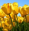 minervas_eule: (tulips)