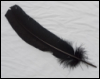 sinboundhaibane: a black feather on a white background (Default)