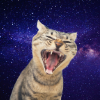 cyare: A cat withA cat with wide open eyes and mouth. It's unclear whether it's yawning or screaming (Animal: Cat: SCREECH)