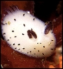 slug_life: A sea bunny sea slug, which looks like an elongated cotton ball with brown-tipped bunny ears (Default)