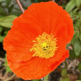 gingicat: One orange poppy blossom surrounded by green plants (orange poppy)