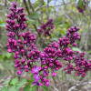 gingicat: deep purple lilacs, some buds, some open (Default)