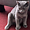 esteefee: small gray kitten sitting like a bully on a red rug (sitlikethis)