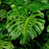 sage: mature monstera deliciosa leaves on a black background (Monstera)