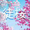 verylongfarewell: (adazakura.)