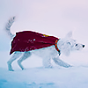 fleurviolette: (krypto the superdog)