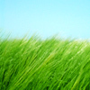 winterspel: Green grass, blue sky (Pretty)