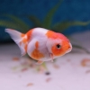 magost: photo of ranchu goldfish in aquarium (Default)