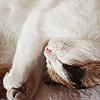 sixbeforelunch: a sleeping white and tan and black cat (stock - sleeping kitty)