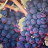 yarnofariadne: large purple bunches of grapes (misc: come dance in good light)