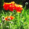 turlough: large orange flowers in lush green grass (gerard way is adorkable)