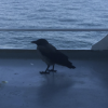 theredoesnotexist: (crow)