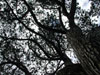 contrarywise: (big tree)