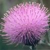 torino10154: Purple thistle (Thistle)