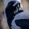 chromatic_crow: a picture of a black and grey feathered crow, it's body is facing the left while it's beak is towards the camera (Default)